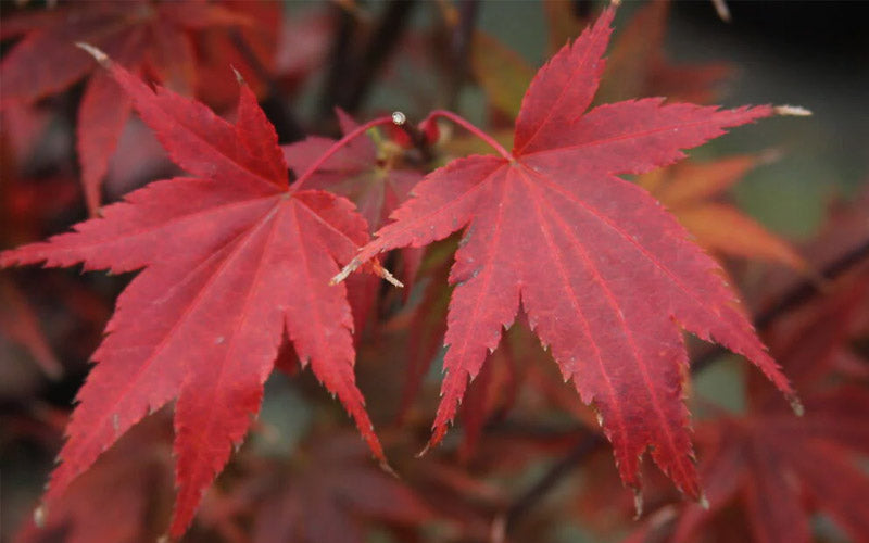  Lozita Japanese Maple - 3 Gallon Pot