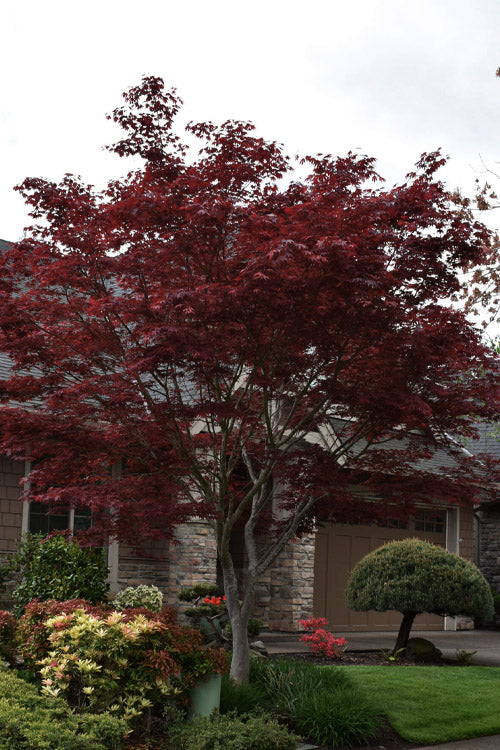  Lozita Japanese Maple - 3 Gallon Pot