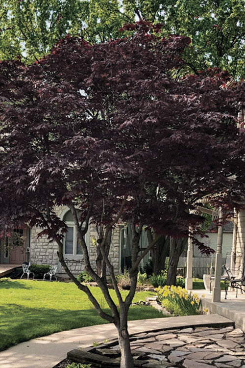  Lozita Japanese Maple - 3 Gallon Pot