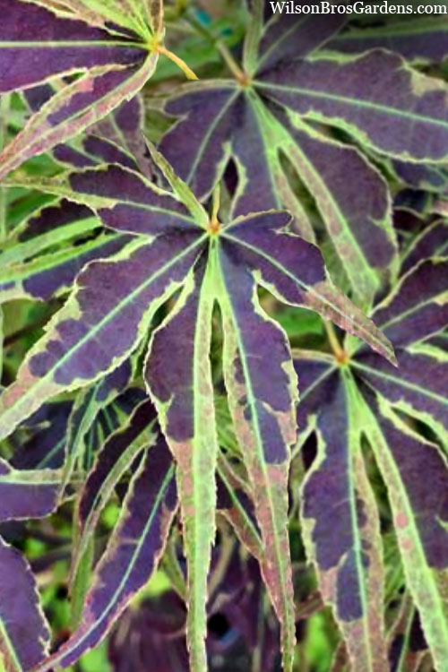  Manyo No Sato Purple Leaf Japanese Maple - 3 Gallon Pot (3-4')