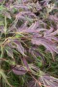  Manyo No Sato Purple Leaf Japanese Maple - 3 Gallon Pot (3-4')