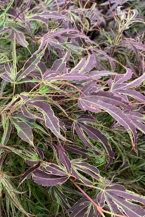 Manyo No Sato Purple Leaf Japanese Maple - 2 Gallon Pot