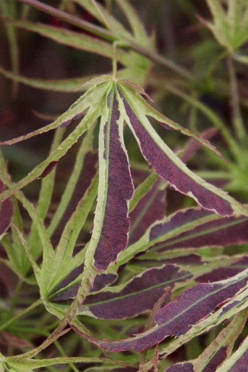  Manyo No Sato Purple Leaf Japanese Maple - 3 Gallon Pot (3-4')