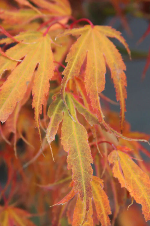  Manyo No Sato Purple Leaf Japanese Maple - 3 Gallon Pot (3-4')