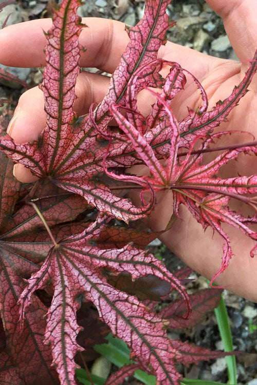  Crescent Moon Japanese Maple (Acer Palmatum 'Mikazuki')- 3 Gallon Pot (2-3')