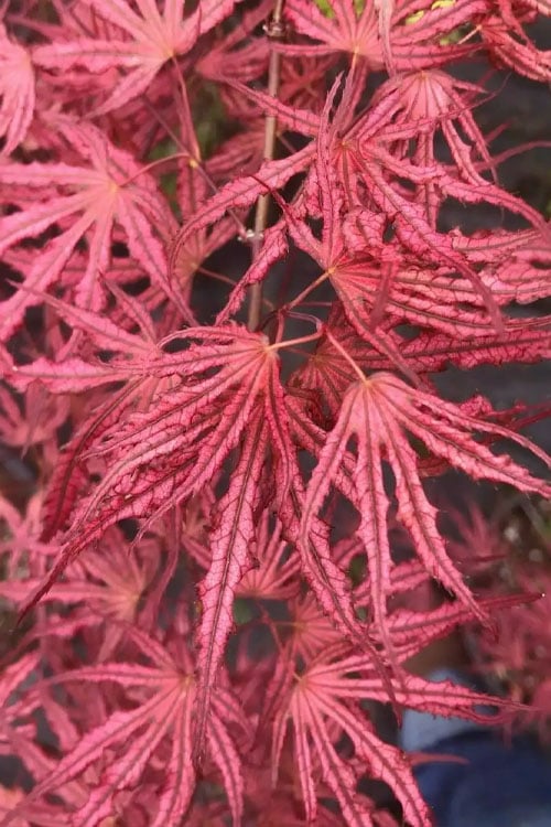  Crescent Moon Japanese Maple (Acer Palmatum 'Mikazuki') - 2 Gallon Pot