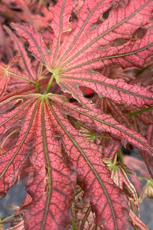  Crescent Moon Japanese Maple (Acer Palmatum 'Mikazuki')- 3 Gallon Pot (3-4')