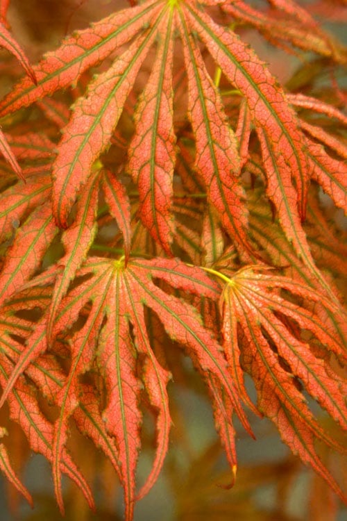  Crescent Moon Japanese Maple (Acer Palmatum 'Mikazuki') - 2 Gallon Pot