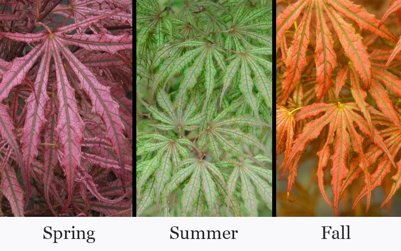  Crescent Moon Japanese Maple (Acer Palmatum 'Mikazuki') - 2 Gallon Pot