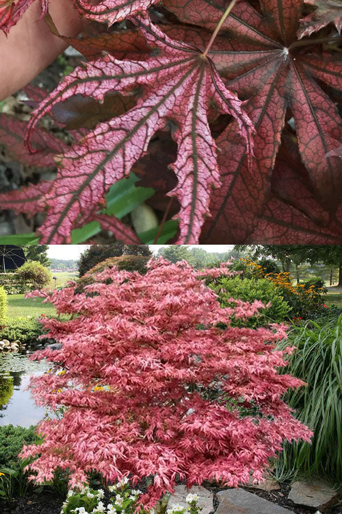  Crescent Moon Japanese Maple (Acer Palmatum 'Mikazuki')- 3 Gallon Pot (3-4')