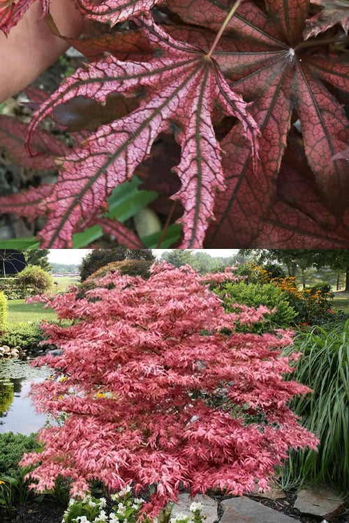  Crescent Moon Japanese Maple (Acer Palmatum 'Mikazuki') - 2 Gallon Pot