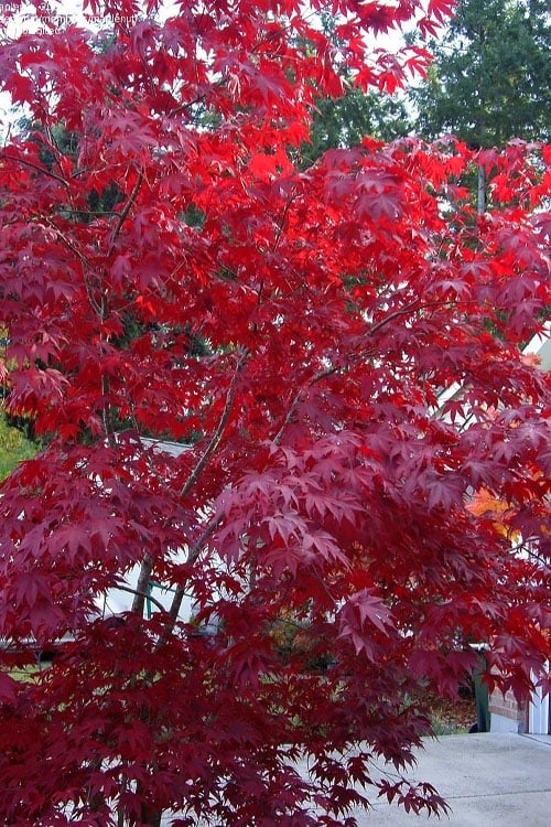 Moonfire Japanese Maple - 5 Gallon Pot