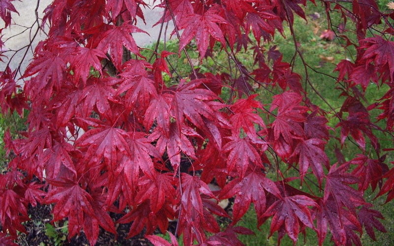  Moonfire Japanese Maple - 5 Gallon Pot