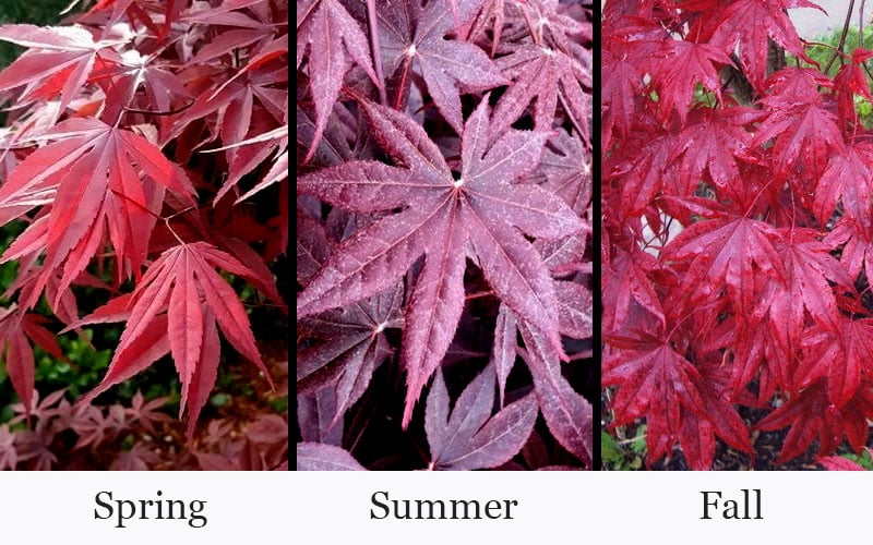  Moonfire Japanese Maple - 5 Gallon Pot