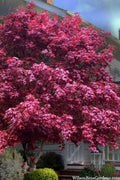  Moonfire Japanese Maple - 5 Gallon Pot