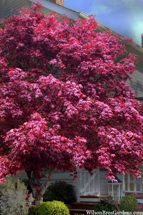  Moonfire Japanese Maple - 5 Gallon Pot