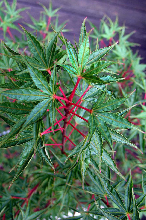  Okushimo Japanese Maple - 7 Gallon Pot (6-7')