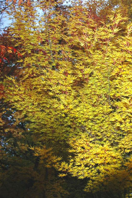  Okushimo Japanese Maple - 7 Gallon Pot (6-7')