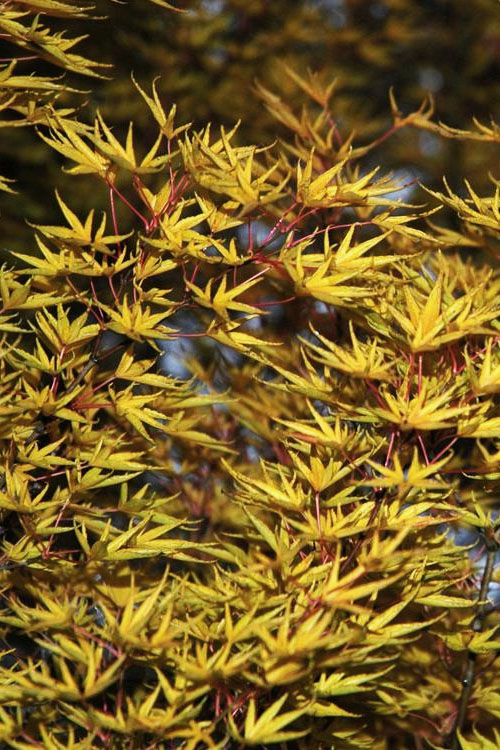  Okushimo Japanese Maple - 7 Gallon Pot (6-7')