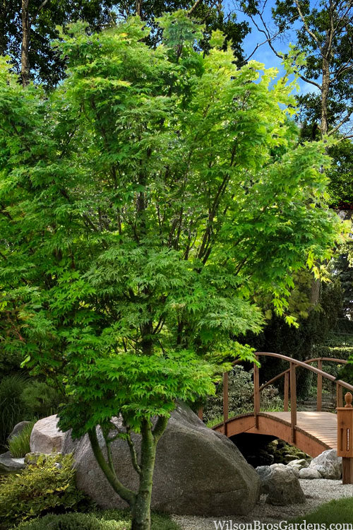  Okushimo Japanese Maple - 7 Gallon Pot (6-7')