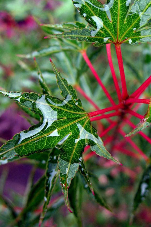  Okushimo Japanese Maple - 7 Gallon Pot (6-7')