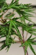  Okushimo Japanese Maple - 7 Gallon Pot (6-7')