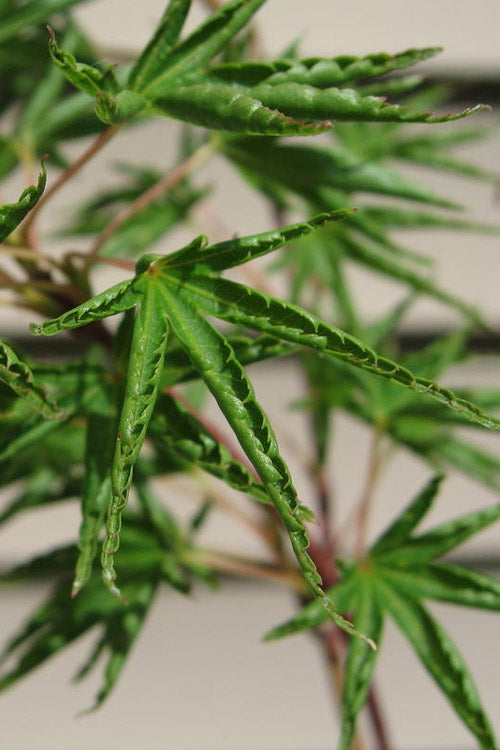  Okushimo Japanese Maple - 7 Gallon Pot (6-7')