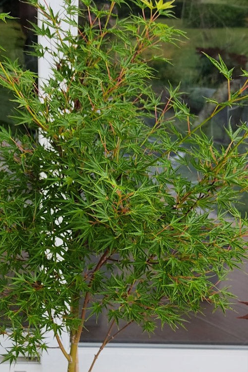  Okushimo Japanese Maple - 7 Gallon Pot (6-7')
