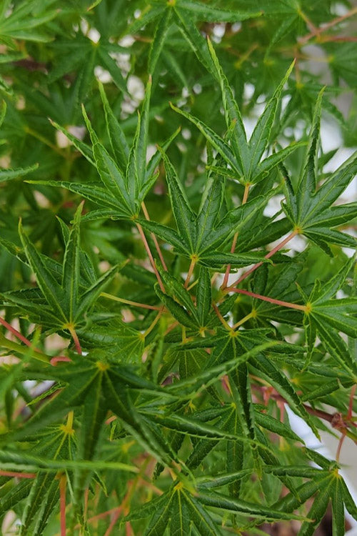  Okushimo Japanese Maple - 7 Gallon Pot (6-7')