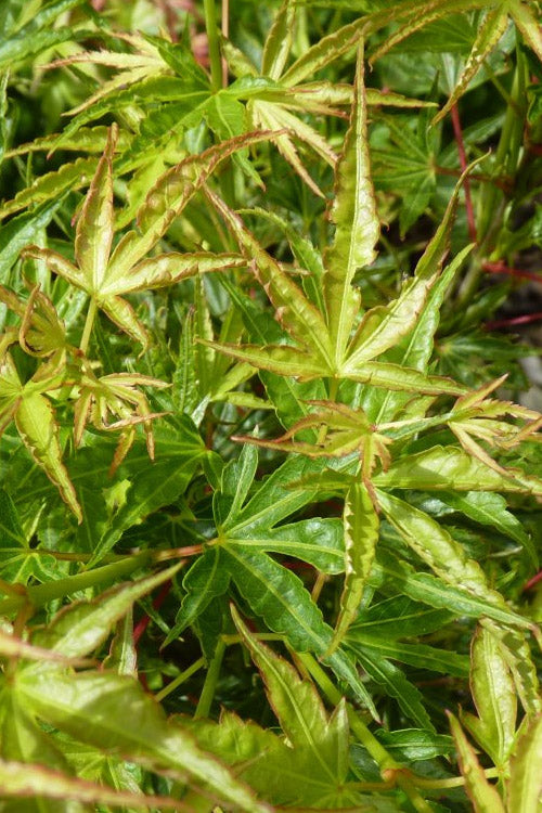  Okushimo Japanese Maple - 7 Gallon Pot (6-7')
