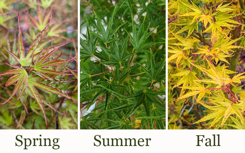  Okushimo Japanese Maple - 7 Gallon Pot (6-7')