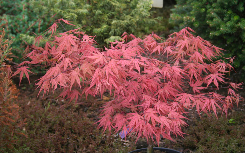  Olsen's Frosted Strawberry Japanese Maple - 3 Gallon Pot (24-30")