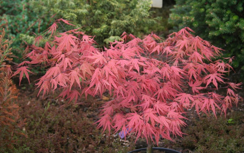  Olsen's Frosted Strawberry Japanese Maple - 3 Gallon Pot