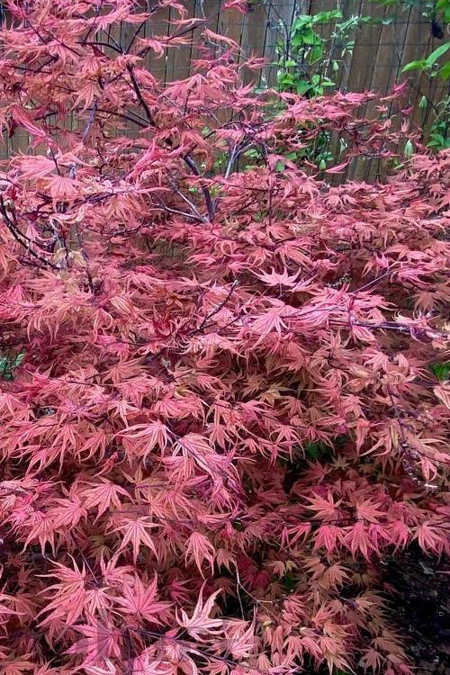  Olsen's Frosted Strawberry Japanese Maple - 3 Gallon Pot (24-30")