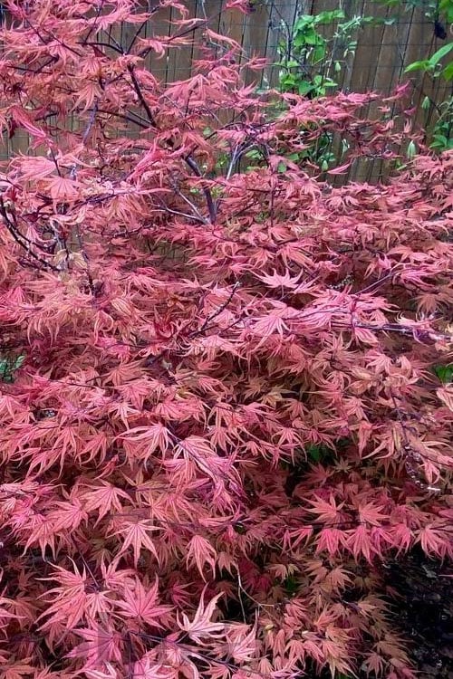  Olsen's Frosted Strawberry Japanese Maple - 3 Gallon Pot