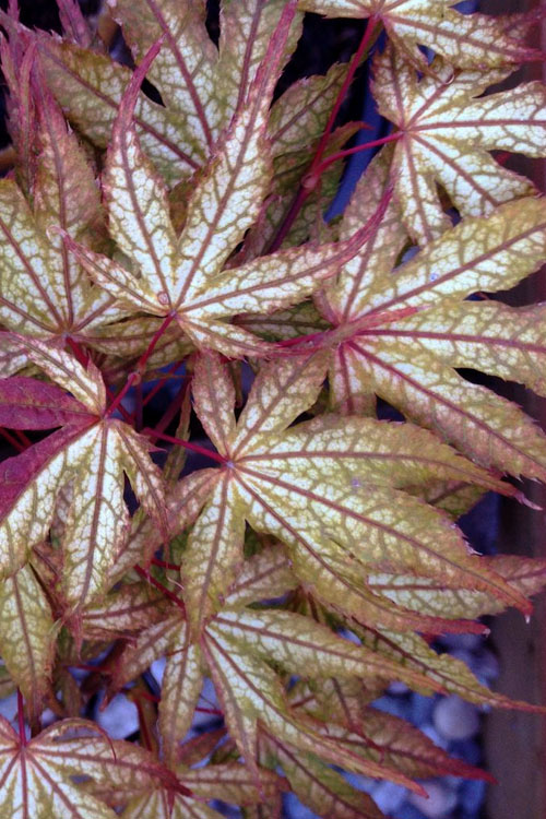  Olsen's Frosted Strawberry Japanese Maple - 3 Gallon Pot (24-30")