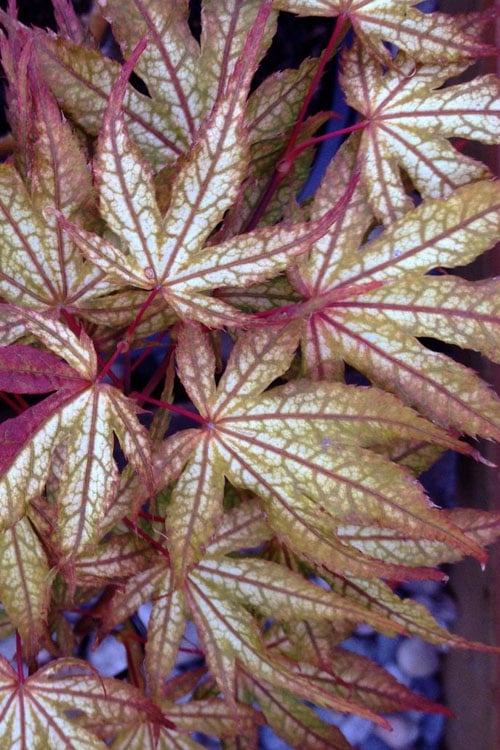  Olsen's Frosted Strawberry Japanese Maple - 3 Gallon Pot