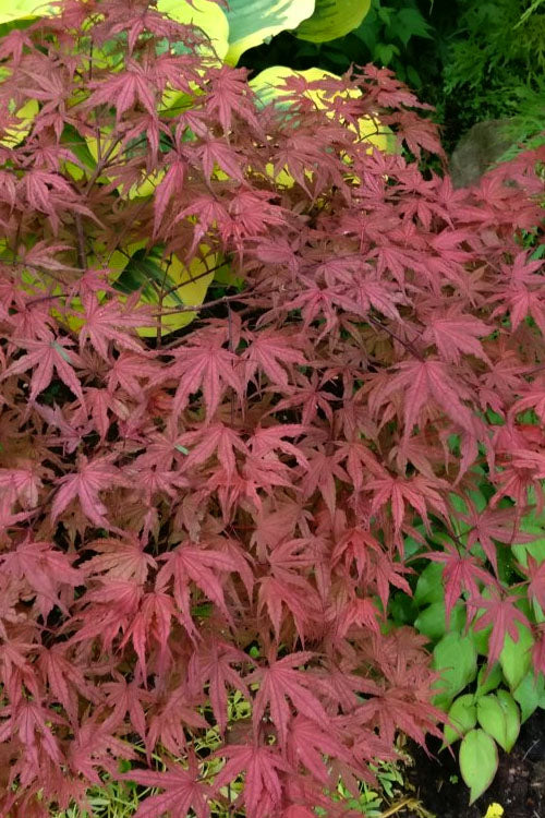  Olsen's Frosted Strawberry Japanese Maple - 3 Gallon Pot (24-30")