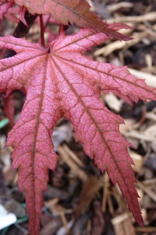  Olsen's Frosted Strawberry Japanese Maple - 3 Gallon Pot (24-30")