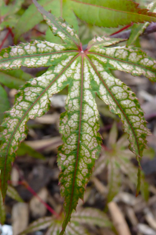 Olsen's Frosted Strawberry Japanese Maple - 3 Gallon Pot (24-30")