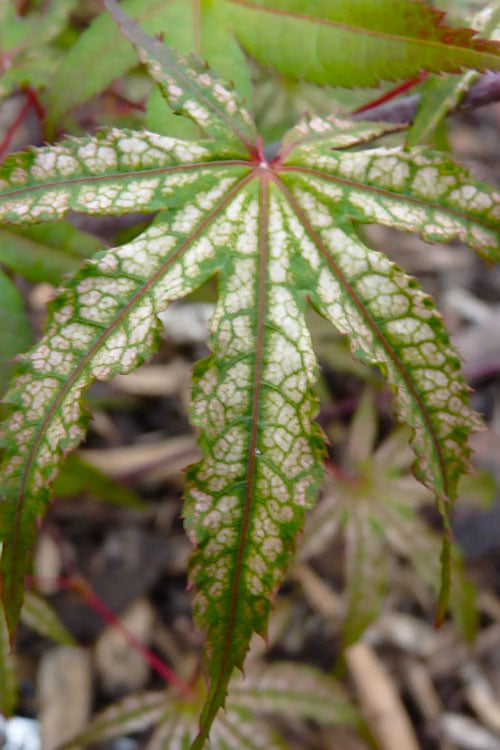  Olsen's Frosted Strawberry Japanese Maple - 3 Gallon Pot