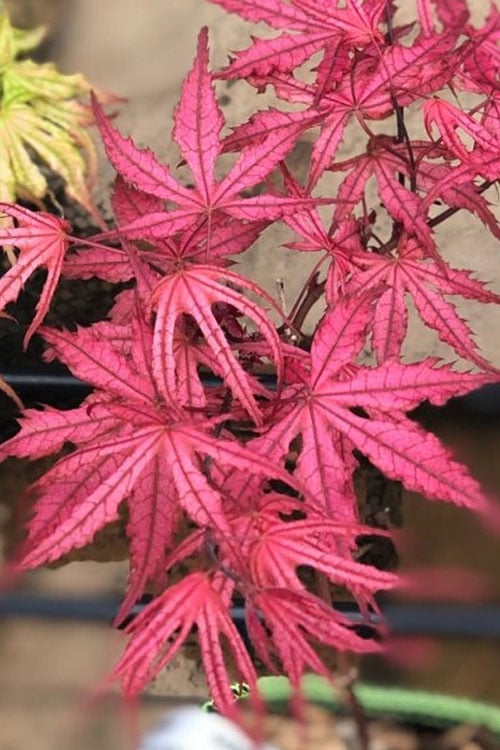  Olsen's Frosted Strawberry Japanese Maple - 3 Gallon Pot