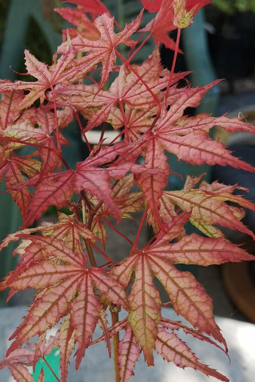  Olsen's Frosted Strawberry Japanese Maple - 3 Gallon Pot (24-30")