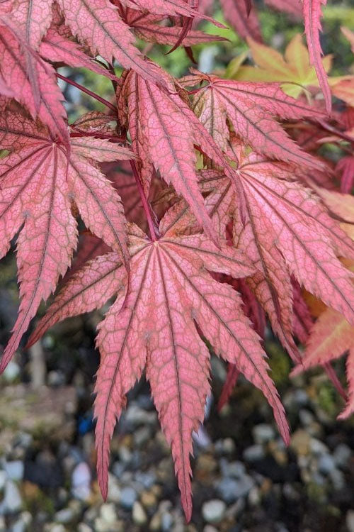  Olsen's Frosted Strawberry Japanese Maple - 3 Gallon Pot (24-30")