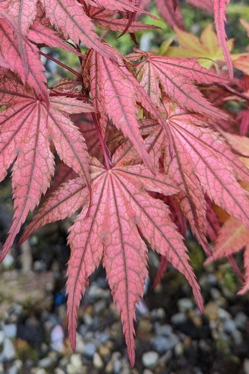  Olsen's Frosted Strawberry Japanese Maple - 3 Gallon Pot