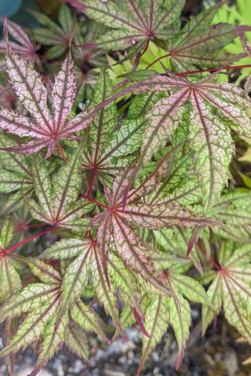  Olsen's Frosted Strawberry Japanese Maple - 3 Gallon Pot