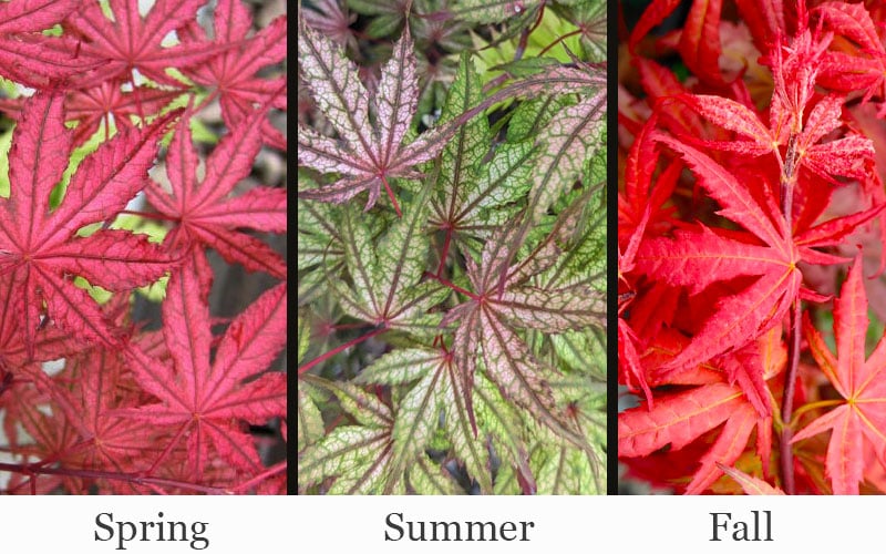  Olsen's Frosted Strawberry Japanese Maple - 3 Gallon Pot