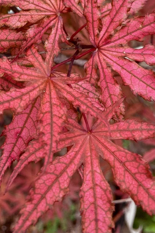  Olsen's Frosted Strawberry Japanese Maple - 3 Gallon Pot (24-30")