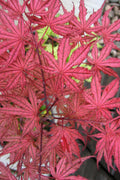  Olsen's Frosted Strawberry Japanese Maple - 3 Gallon Pot (24-30")