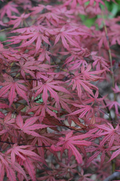  Olsen's Frosted Strawberry Japanese Maple - 3 Gallon Pot (24-30")